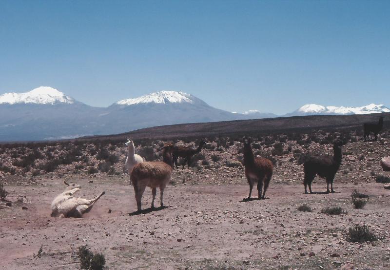 264_Weg Nach Calama 